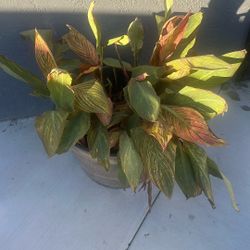 Croton Multicolor Iceton Plant in Grower Containers