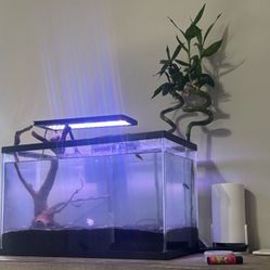 Fish Tank 