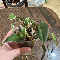 Variegated Philodendron Micans Halo - Live Plant