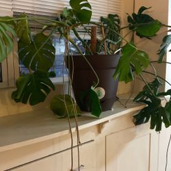 Monestera Large plant And Self Watering Pot