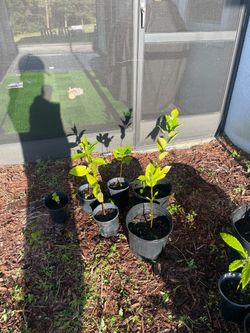 Jackfruit plants