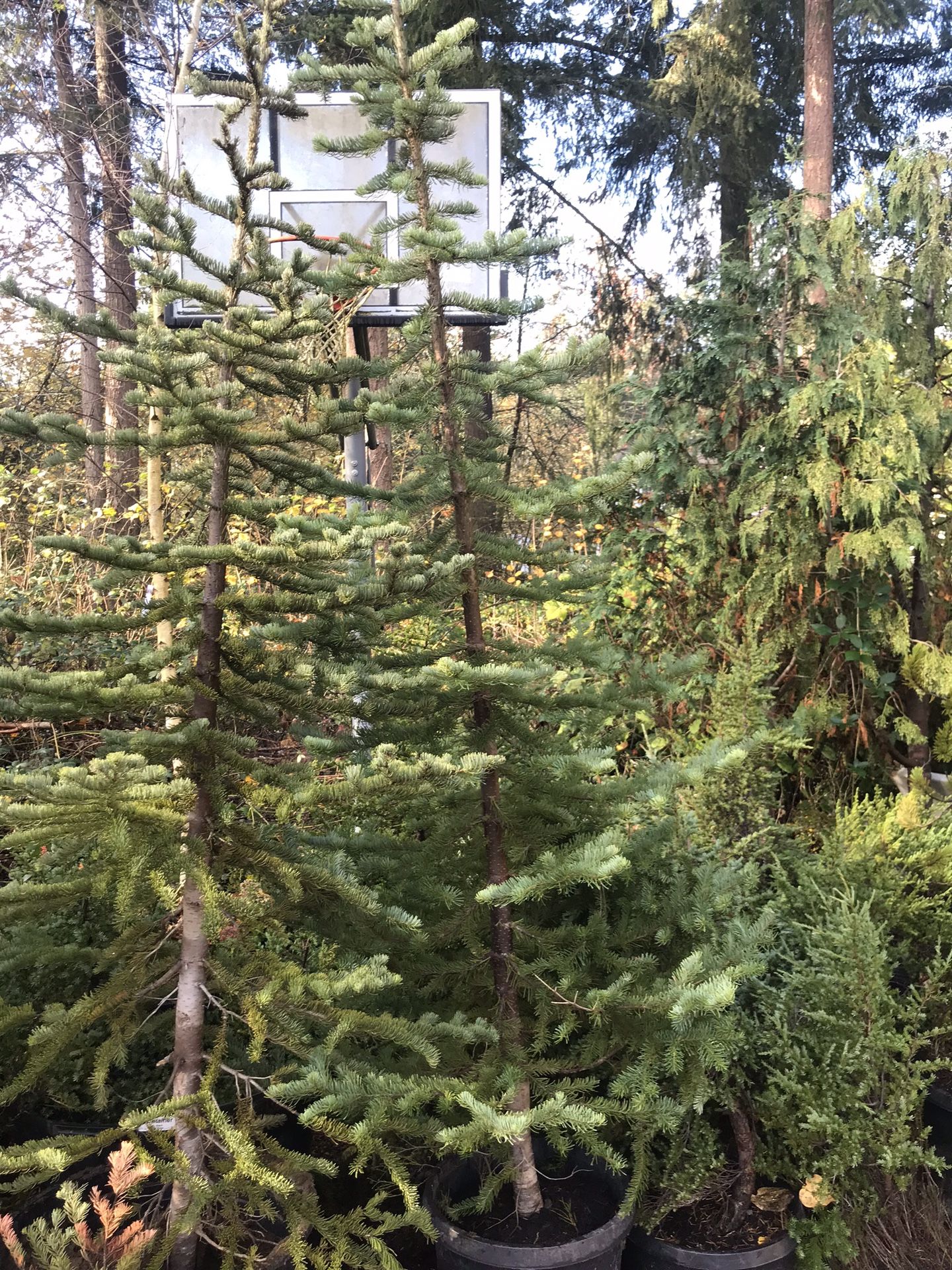 Subalpine Fir Trees