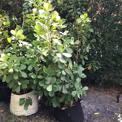 Wife says the plants need to go