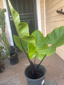Big Black and green Elephant Ear Plant