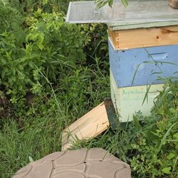 Bee Hive and 🐝 House. FREE for a good Owner. 