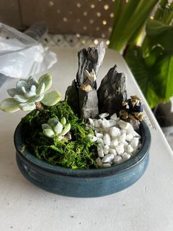 Succulent plant Ornament