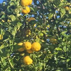 Lemon 🍋