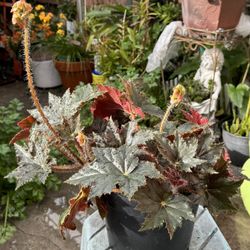 Begonia Plant, Blooming.