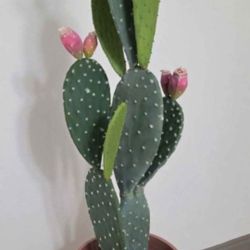 *** NEW LOW PRICE *** Faux Cactus in a 21" Light Pink Resin Planter @ Lasting Creations