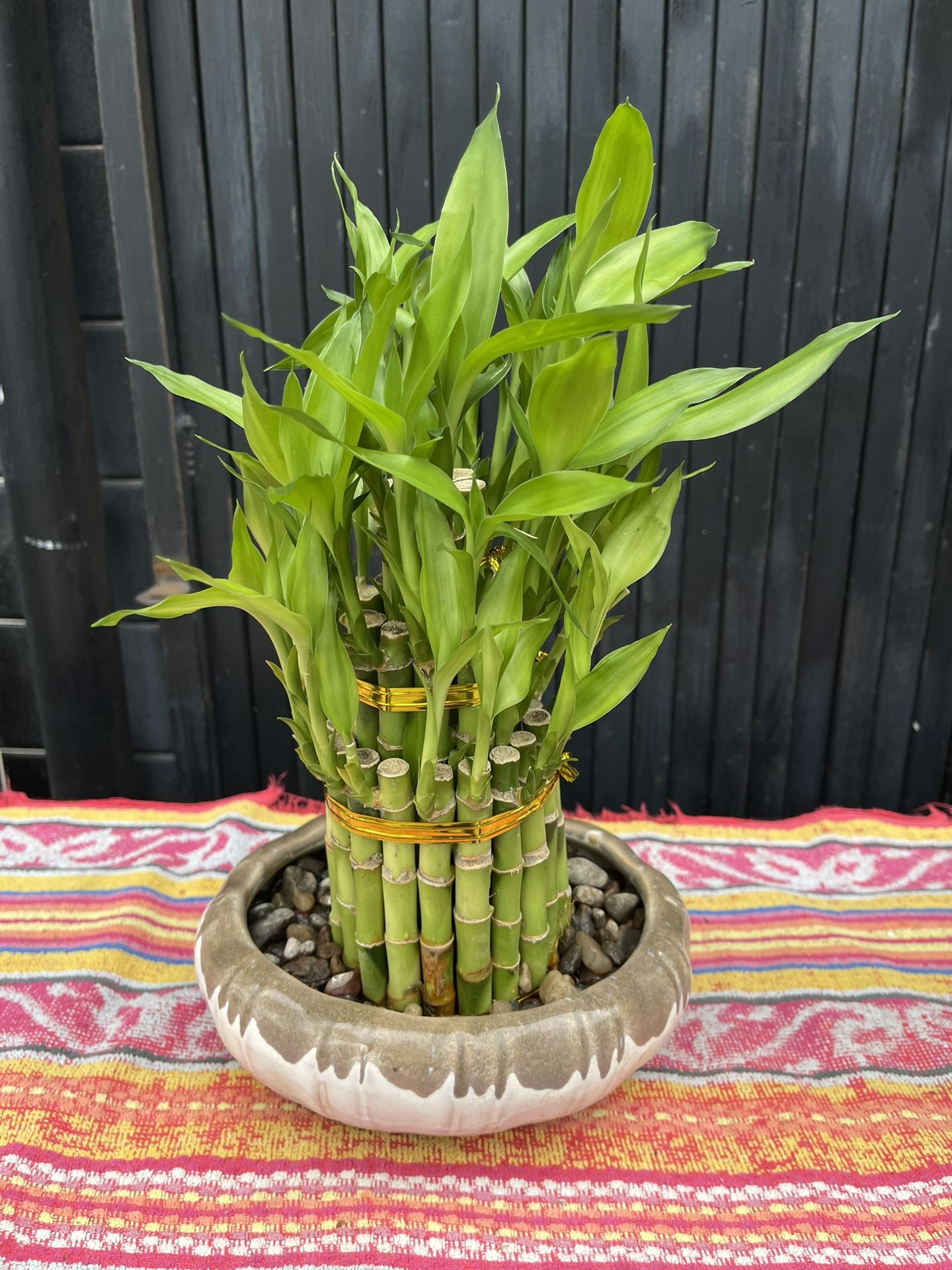 Big 3 Tee Luckily Bamboo In Pot