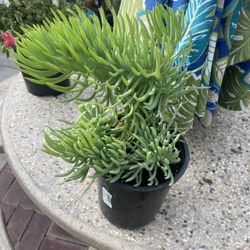 Mermaid Tail Succulent