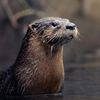 River Otter