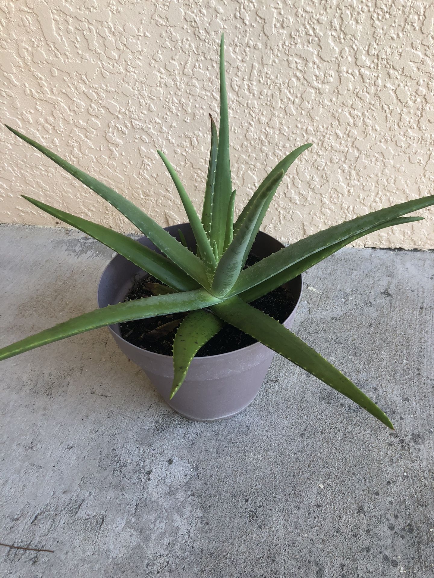 Aloe Live Plant