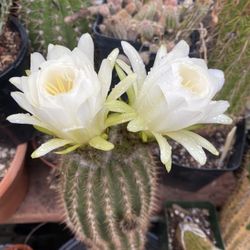 Cactus Plant, In 3 Gallons Por Pick Up Only