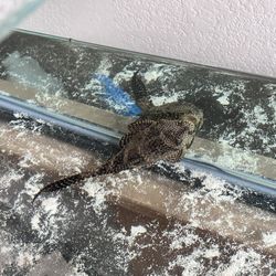 Free Hypostomus plecostomus