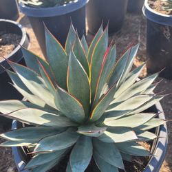 Agave Blue Glow 