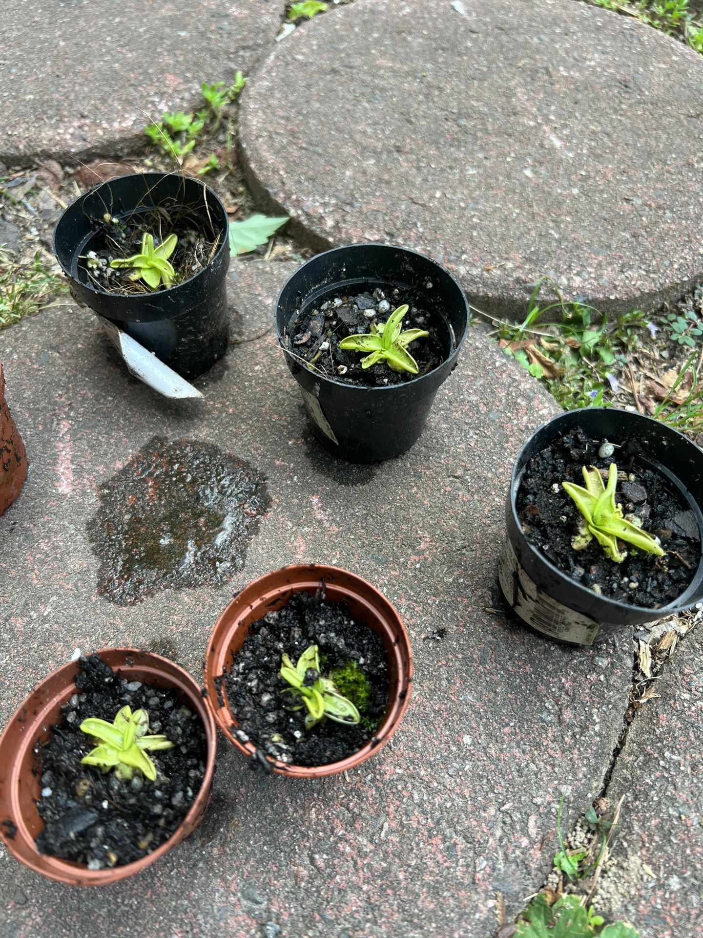 Carnivorous Plants Butterwort