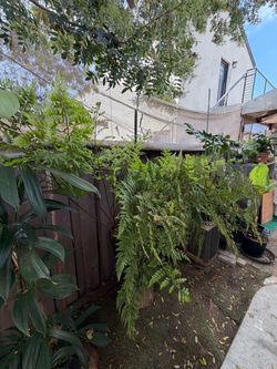 Australian Fern Lacy Tree Live Plant HUGE POT