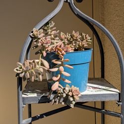 Brown Succulent In A 6" Pot