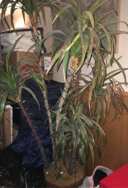 Silk plant in excellent condition sets about 6 foot high