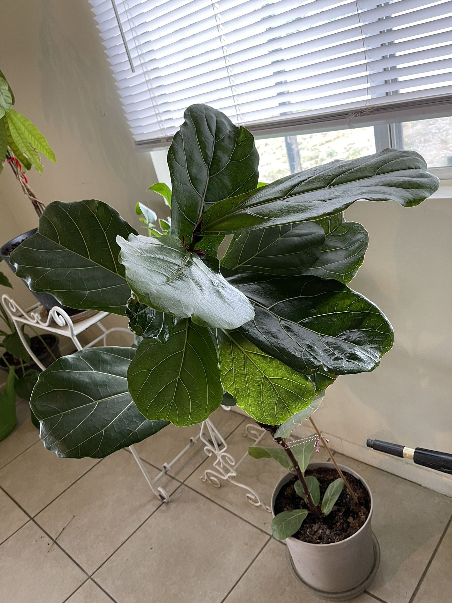 Fiddle Leafs Plant