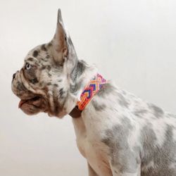 Dog Collars XS (9-11 Inch)