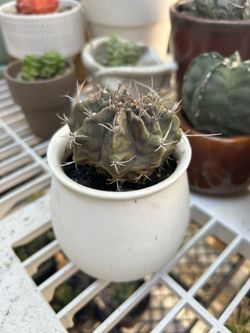 Gymnocalicium Friedrichi Cactus Plant