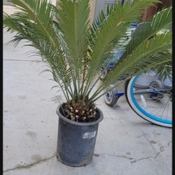 Nice Sago Palm Ready To Plant