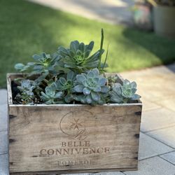 Assorted Succulent Plants 