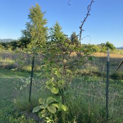 2 Kiwi Bushes 