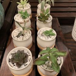 8-Set Mini Indoor Green Succulent Plants 