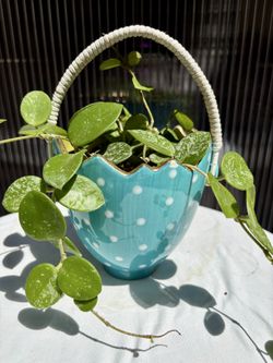 Hoya Mathilde