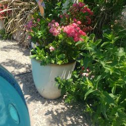 Two Gorgeous Flowers 💐 With Pot