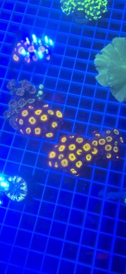 Ornamental Corals For Sale In Lake Worth Beach F.L. 