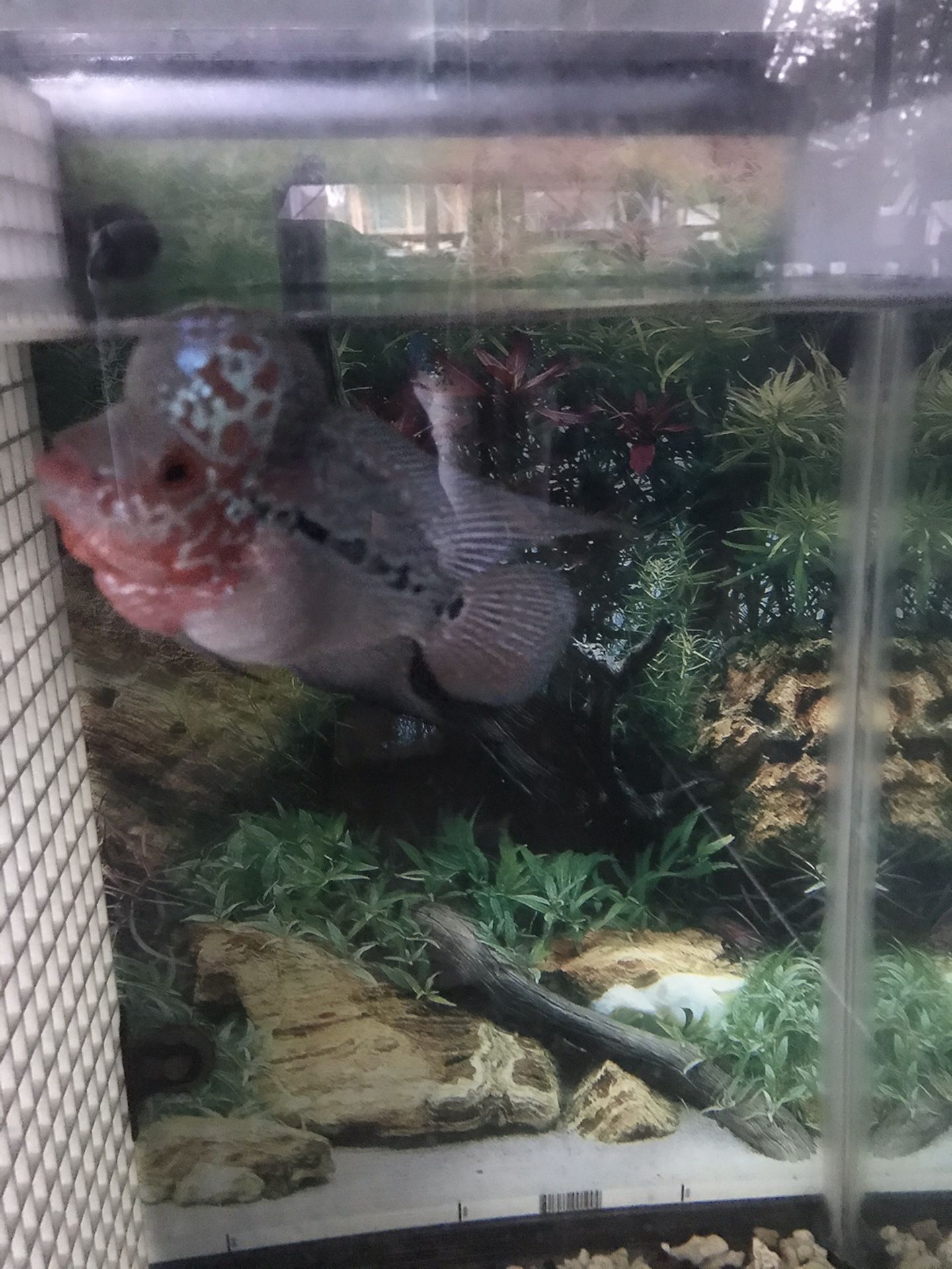 Flowerhorn