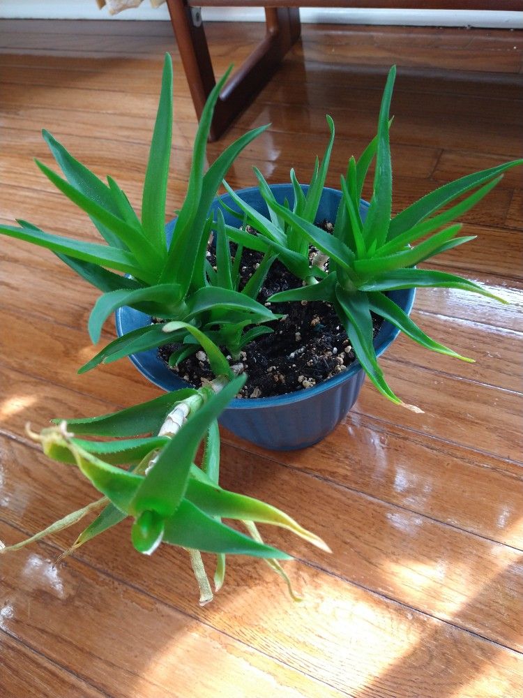 Climbing Aloe LIVE PLANT