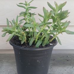 Crassula Burgundy Succulent Plant 🪴 