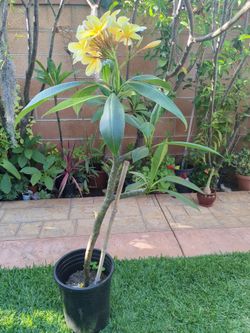 Plumeria Plant