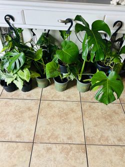Plant for sale 10 each