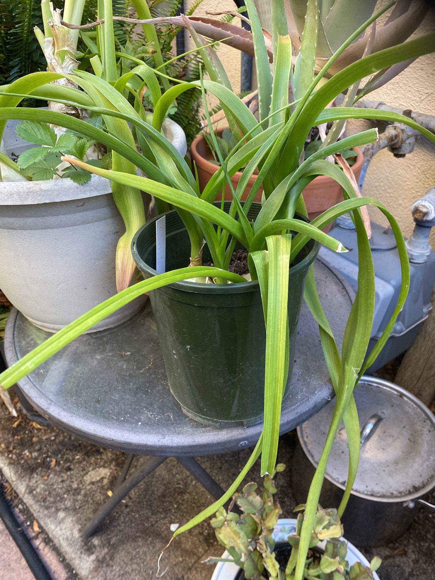 1 Gallon Ornamental Pregnant Onion Plant- 3 Bulbs