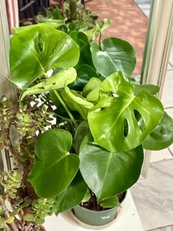 ♥️SUPER Healthy 20” MONSTERA DELICIOUSA 6” Nursery Pot❤️PLS READ DESCRIPTION