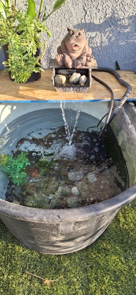 Fish Pond