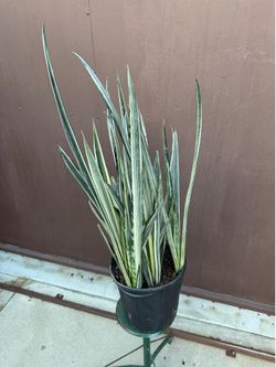 10” xl Sansiveria Bantel