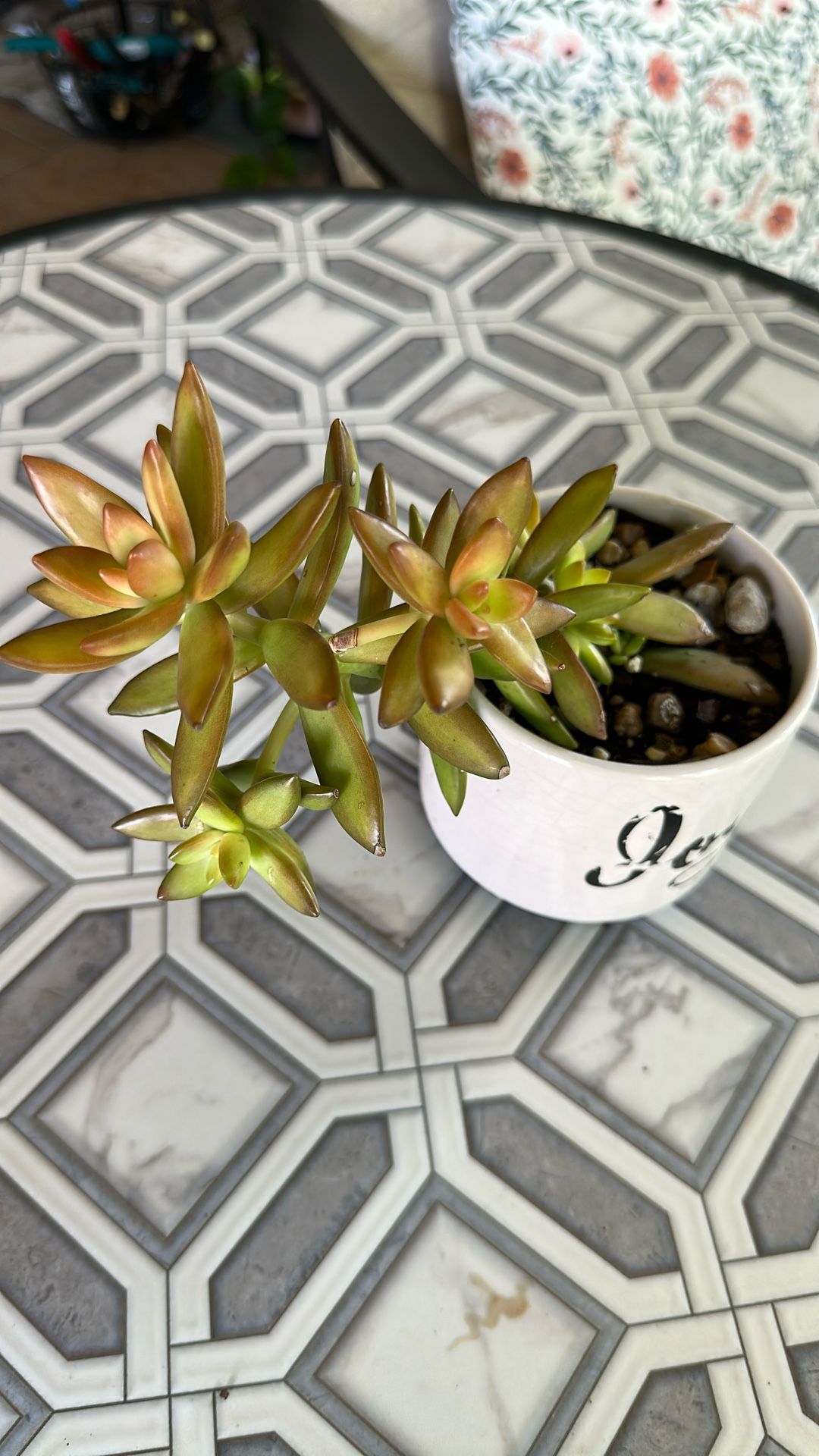 Succulent Sedum