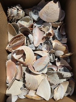 Large Collection Of Seashells 