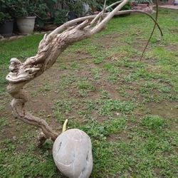 Natural Driftwood For Aquariums Terrariums Decor 