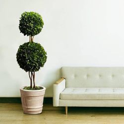 Serene Spaces Living Double Preserved Boxwood Ball Topiary in a Pot, Boxwood in Planters, Preserved Plant for Boxwood Table Décor, Boxwood Cente