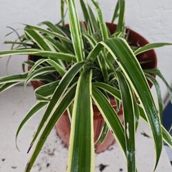 $10. Spider Plant 🪴 