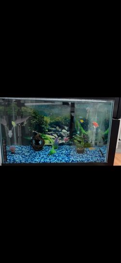 Free fish tank