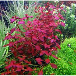 Ludwigia Super Red mini